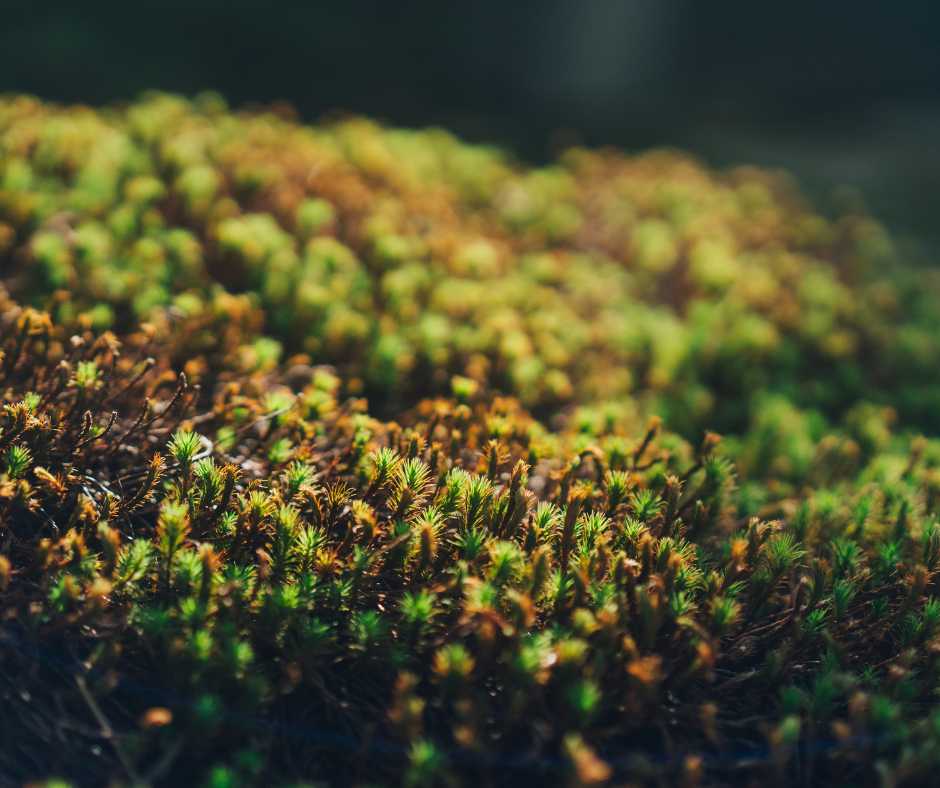 Alghe benefici e controindicazioni integrazione nella dieta