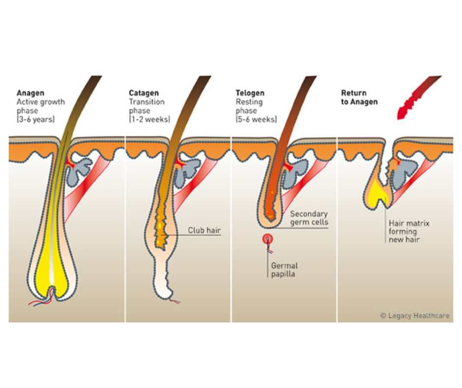 struttura dei capelli e alimentazione